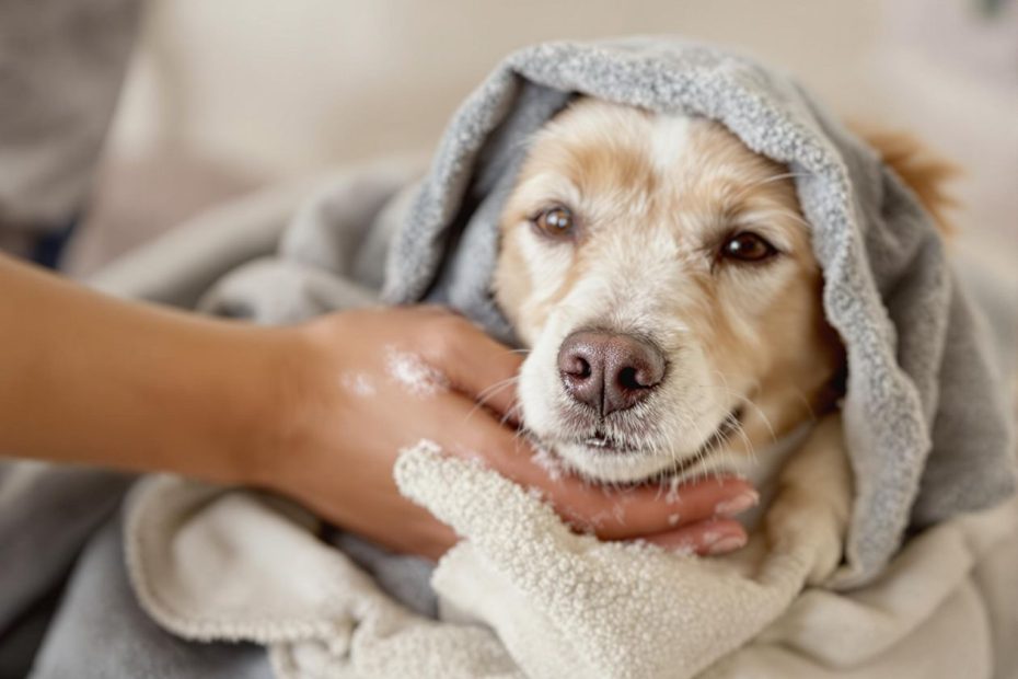 Banho a Seco em pet: Quando e Como Usar em Situações de Emergência