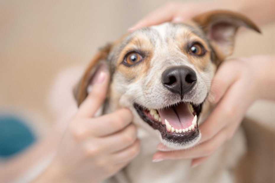 Higiene Pet: A Importância de Manter as Orelhas, Olhos e Dentes Limpos